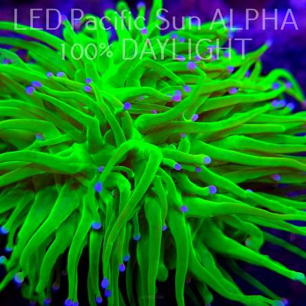  Euphyllia glabrescens ORIGINAL AUSSIE BANANA TORCH 1+ HEAD (03.11.2024)