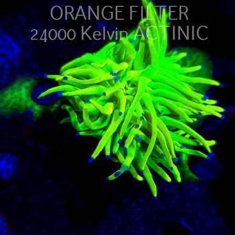  Euphyllia glabrescens ORIGINAL AUSSIE BANANA TORCH (02.04.2025)