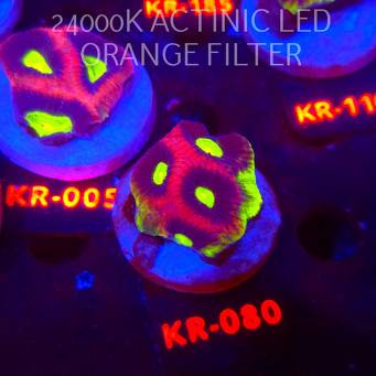 Favites complanata OG DRAGON SOUL (21.02.2026) KR-080  4cm