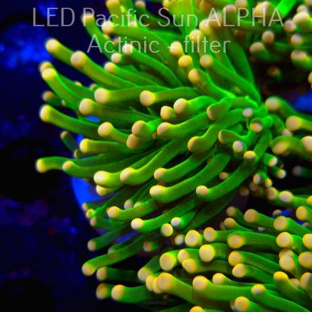 Euphyllia glabrescens ULTRA GREEN Yellow Tip Torch (04.08.2024)