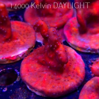 Blue Ridge Coral - Heliopora coerulea - Blue Fire Coral (06.05.2025)  5cm