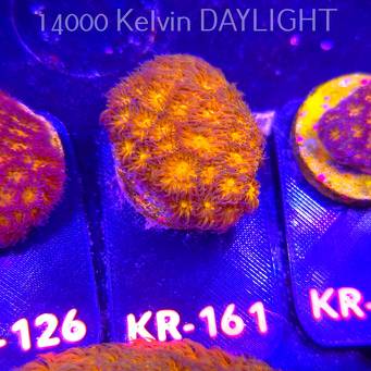 Leptastrea pruinosa JOHN DEERE (14.01.2026) KR-161  3cm