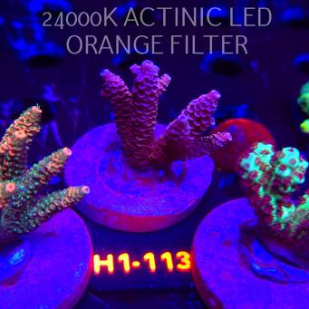 Acropora MILLEPORA HOT PINK (01.02.2026) H1-113  4cm