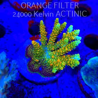 Acropora MILLEPORA SUNSET  (24.05.2025) L2-III-16  6cm