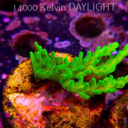 Acropora WWC Castells Banana (06.04.2025) MM6-III-28  5cm