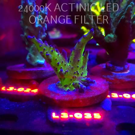 Acropora EC Frankie's Kryptonite (04.01.2026) L3-035  6cm