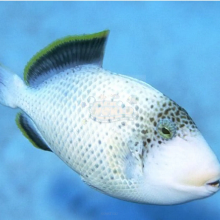 Pseudobalistes flavimarginatus 6 cm