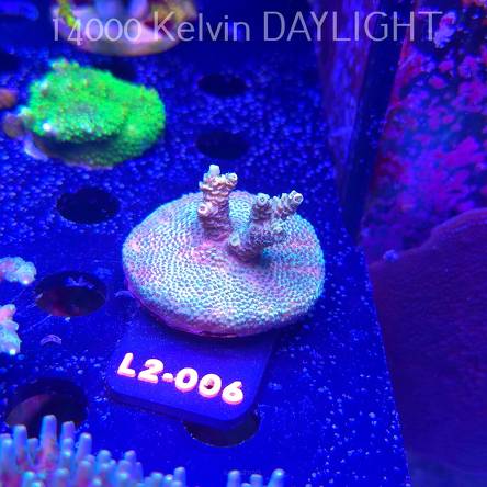 Acropora MILLEPORA PINK (16.11.2025) L2-006  5cm