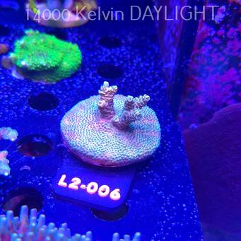 Acropora MILLEPORA PINK (16.11.2025) L2-006  5cm