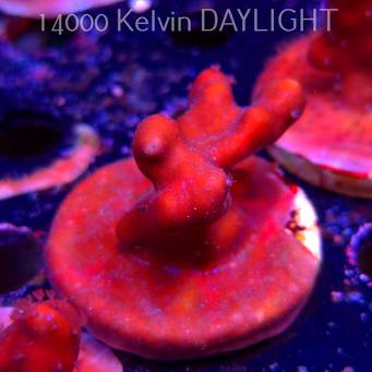 Blue Ridge Coral - Heliopora coerulea - Blue Fire Coral (06.05.2025)  5cm
