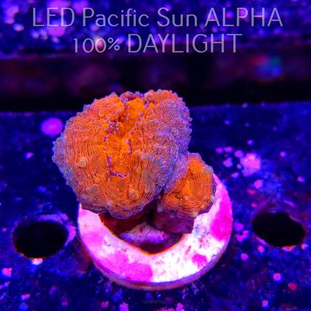 Lobophyllia corymbosa ULTRA Australia (15.12.2024)
