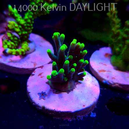 Acropora suharsonoi (20.03.2025) L1-II-27  4cm UNIQUE