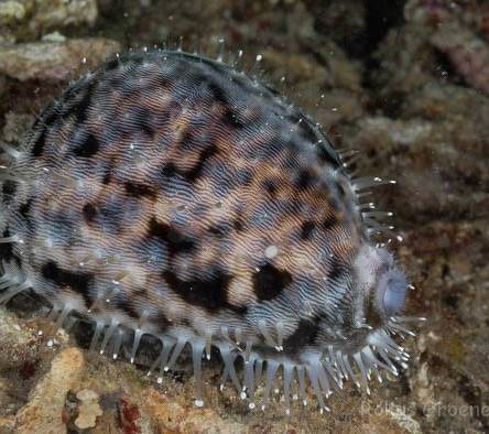 Cypraea species