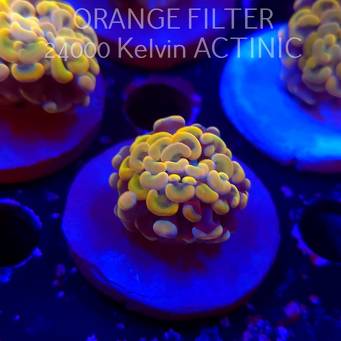  C.D. Euphyllia paraancora GOLDENROD HAMMER (12.12.2025)  1 HEAD