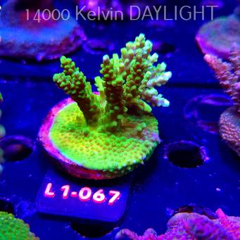 Acropora YELLOW PRINCESS (14.03.2026) L1-067  5cm