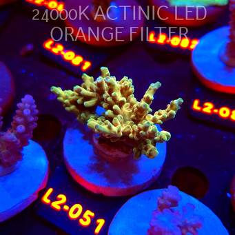 Acropora ROSARIA GOLD RUSH (14.08.2026) L2-051  6cm