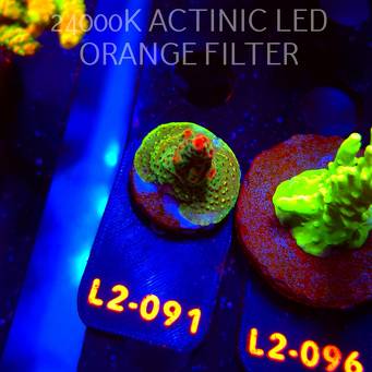 Acropora RED PLANET (19.03.2026) L2-091  3cm
