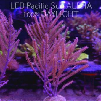 Mruiceopsis flavida Purple Sea Plume (14.02.2024)