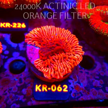 Montipora danae ULTRA (17.09.2026) KR-062  5cm