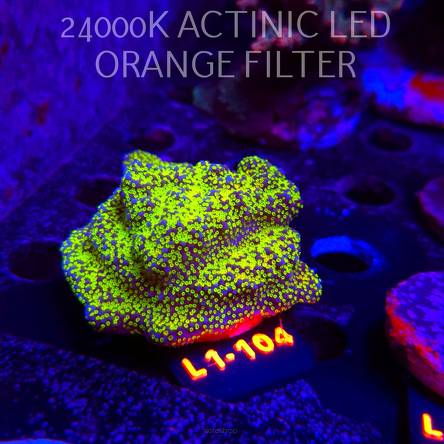 Montipora danae RAINBOW (11.10.2025) L1-104  6cm