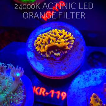 Montipora danae ULTRA (01.02.2026) KR-119  3cm