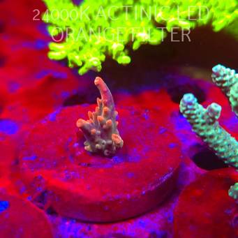 Acropora JMC SPECIAL RED (06.11.2025) MM1-III-19  2cm