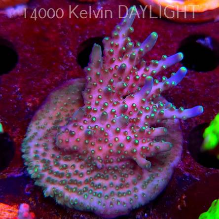 Acropora valida RAINBOW (08.05.2025) MM1-II-23  6cm