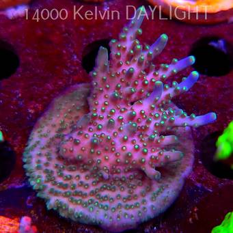 Acropora valida RAINBOW (08.05.2025) MM1-II-23  6cm