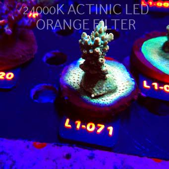 Acropora TG PINK FLOYD ACRO (14.03.2026) L1-071  5cm