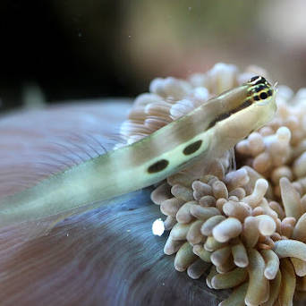 Ecsenius bimaculatus 3cm