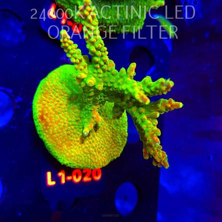 Acropora RR RAINBOW LOOM (16.03.2026) L1-020  7cm