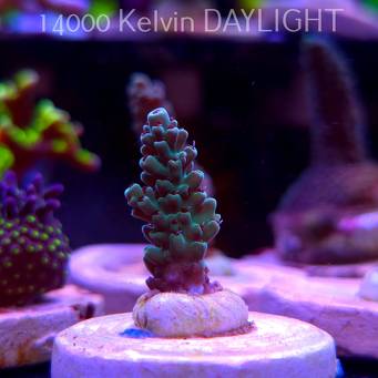 Acropora TG PINK FLOYD ACRO (20.03.2025) L1-I-22  3cm