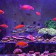  Pseudanthias sp. HYBRID rozmiar 6-8cm 