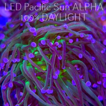 Euphyllia glabrescens TG TOXIC JOKER TORCH (03.11.2024)