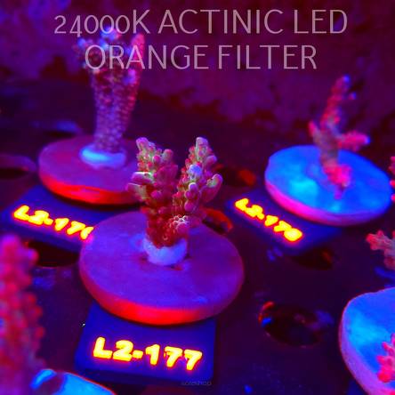 Acropora microclados SSC TYPE (14.08.2026) L2-177  4cm