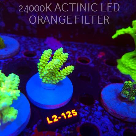 Acropora KENTI YELLOW CORAL SEA ULTRA (19.09.2026) L2-125  5cm
