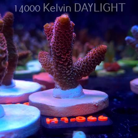 Acropora spathulata CORAL SEA ULTRA RED (16.10.2025) H1-066  5cm