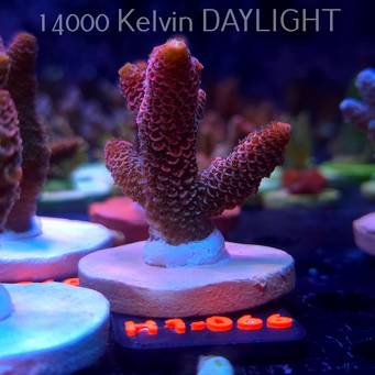 Acropora spathulata CORAL SEA ULTRA RED (16.10.2025) H1-066  5cm