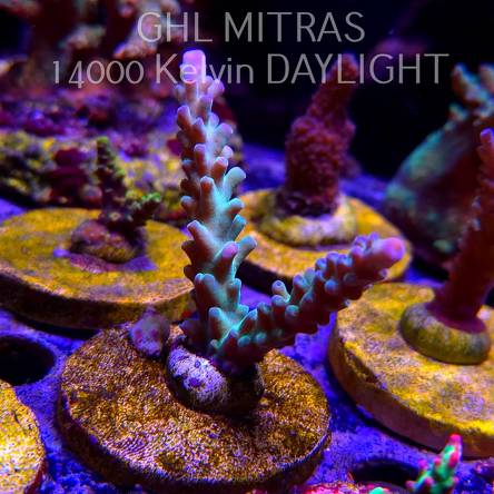 Acropora sp. AUSTRALIA  (20.02.2025) L4-II-20  7cm