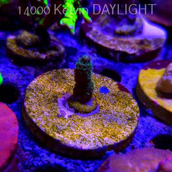 Acropora sp. AUSTRALIA  (21.06.2025) L4-II-20  2cm