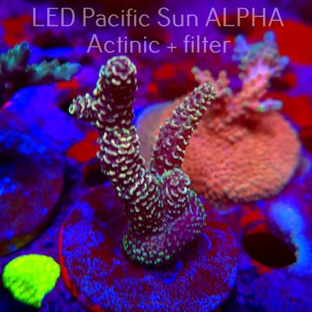 Acropora spathulata RAINBOW (02.02.2025) L3-III-27  6cm