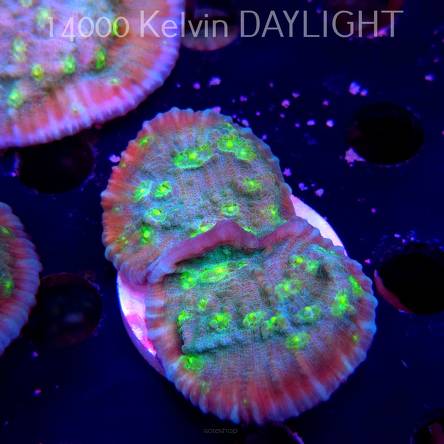 Mycedium robokaki GREEN FLARE (06.05.2025)  6cm