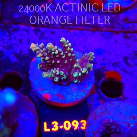 Acropora sp. PREMIUM AUSTRALIA (05.01.2026) L3-093  4cm