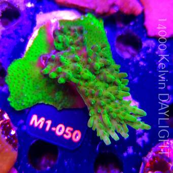 Acropora WWC Castells Banana (12.06.2026) M1-050  7cm