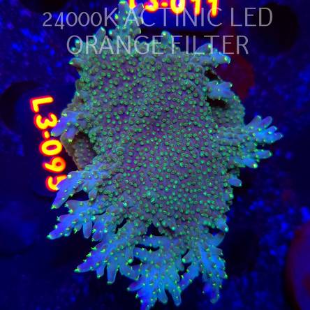 Acropora efflorescens TABLE ACRO (04.01.2026) L3-095  9cm