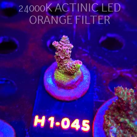 Acropora sp. JMC SPECIAL (23.05.2026) H1-045  3cm
