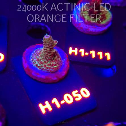 Acropora sp. JMC SPECIAL (01.02.2026) H1-050  2cm