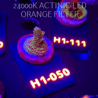 Acropora sp. JMC SPECIAL (01.02.2026) H1-050  2cm