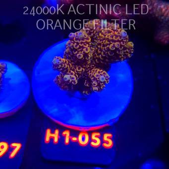 Acropora cytherea GOLD CORAL SEA (25.10.2025) H1-055  6cm