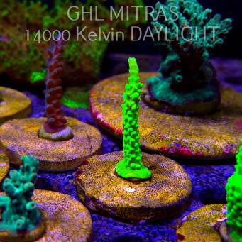 Acropora formosa TOXIC GREEN (20.02.2025) L4-III-8  7cm